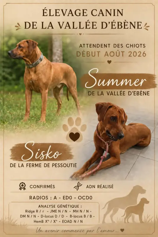 Portée de Rhodesian ridgeback, élevage De la Vallee d'Ebene