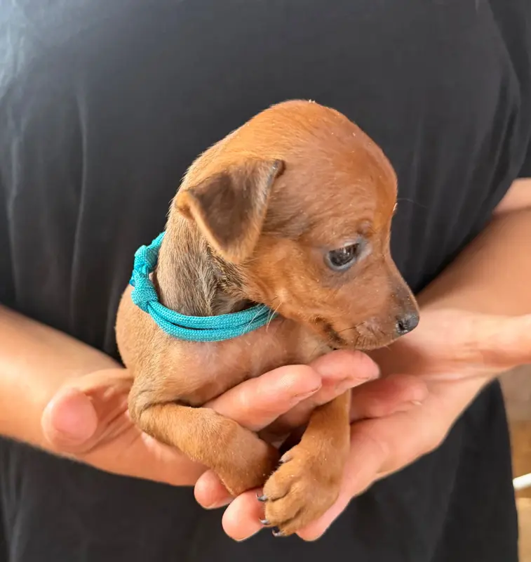 Portée de Pinscher nain, élevage Du Hameau des Nours