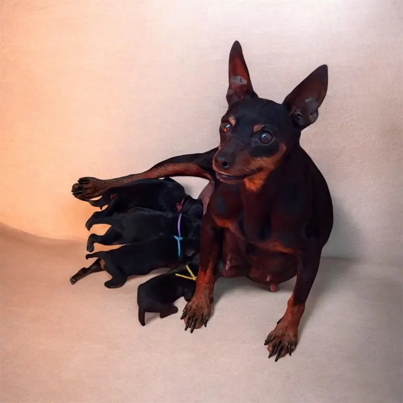 Portée de Pinscher nain, élevage Du Hameau des Nours