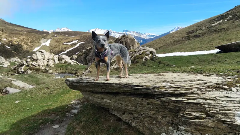 Portée de Bouvier australien, élevage Des Charbonnay d'Artois