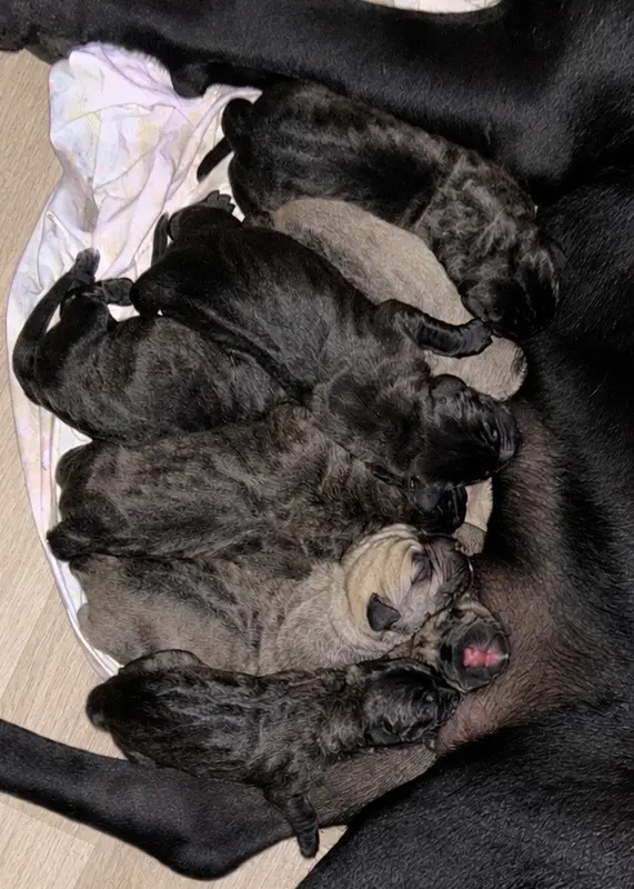 Portée de Cane corso, élevage Des Sentinelles de Reveden