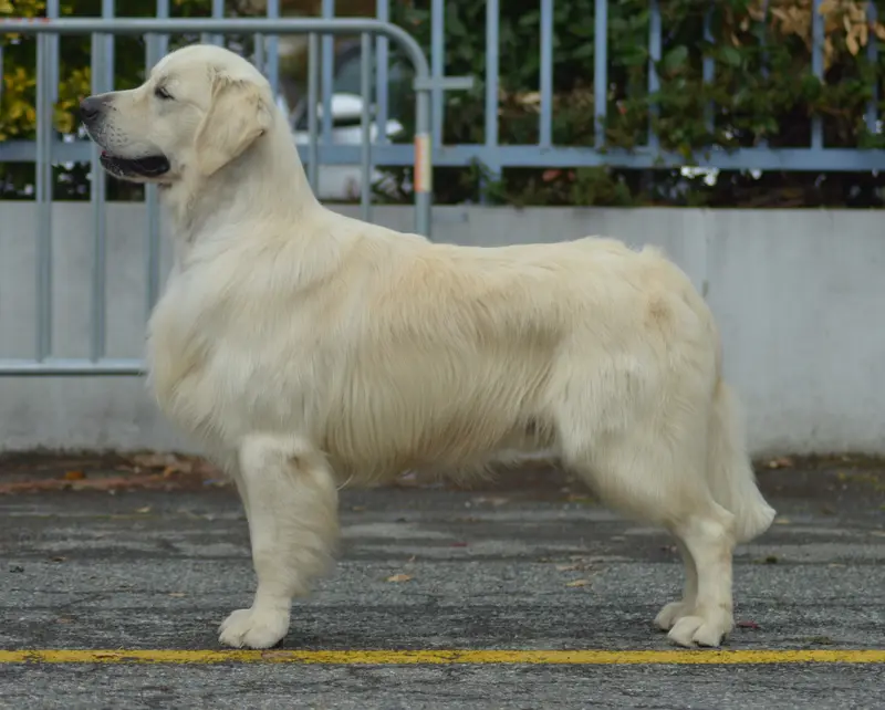Père de la portée de Golden retriever, élevage Of Happy Golden Valley