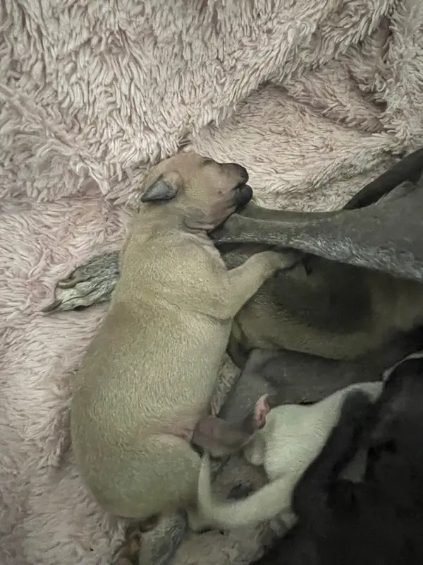Chiot, Petit lévrier italien, élevage Du Domaine des Trois L