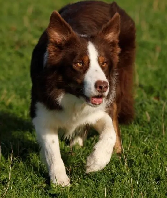 Père de la portée de Border collie, élevage Rock'N Red
