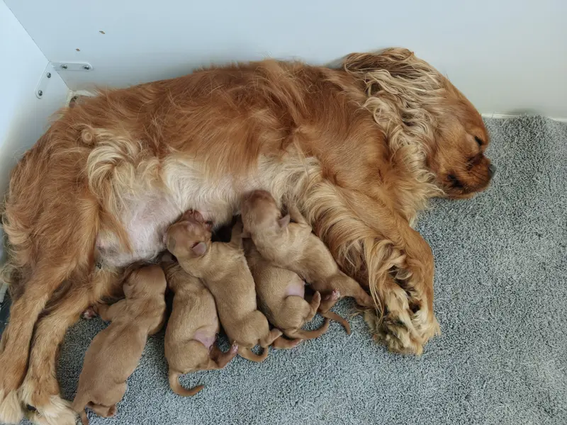 Portée de Cavalier King Charles, élevage Des Brumes de Tendresse