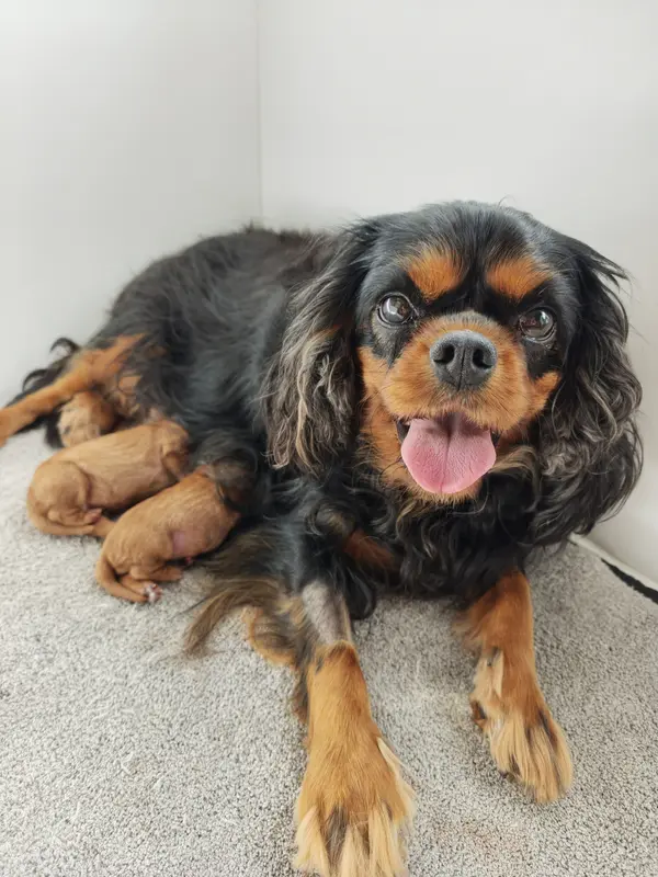 Portée de Cavalier King Charles, élevage Des Brumes de Tendresse