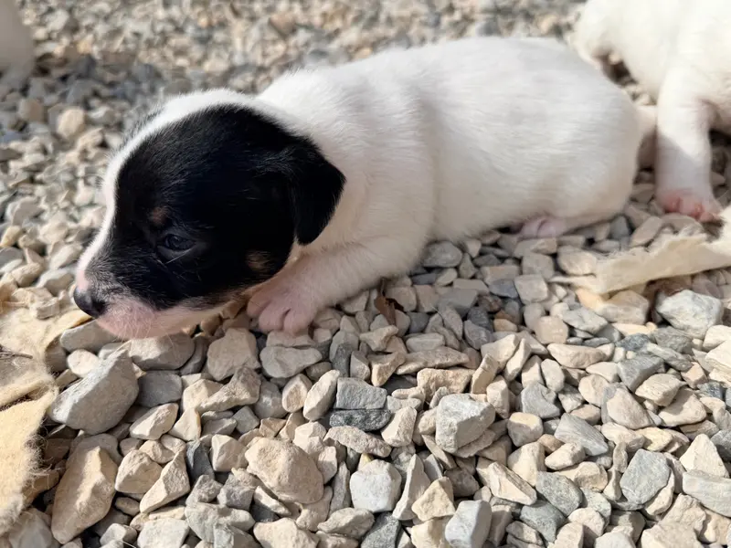 Bijou Rebelle, Jack Russell terrier, élevage Des Niglots du Gard