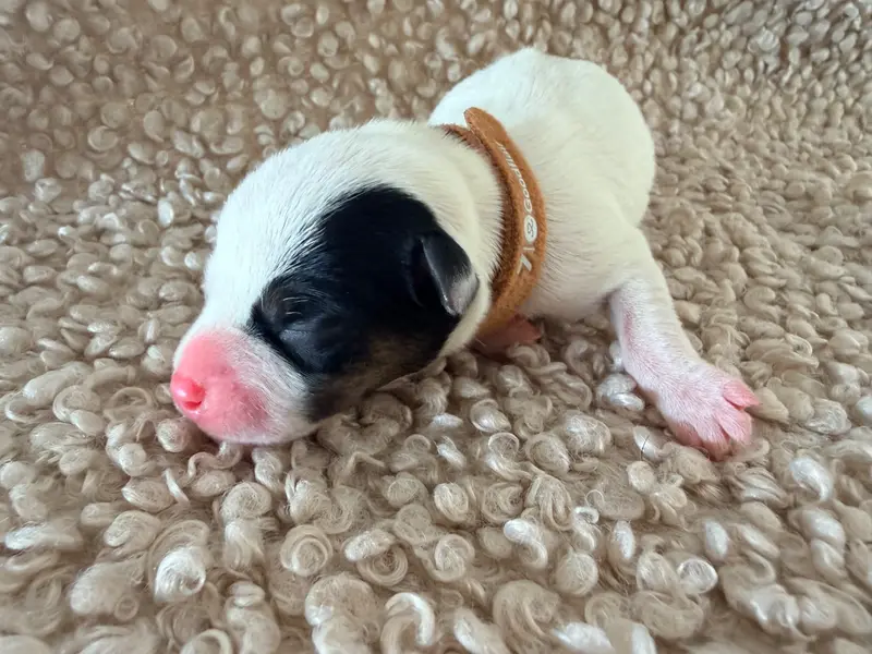 Portée de Jack Russell terrier, élevage Des Niglots du Gard