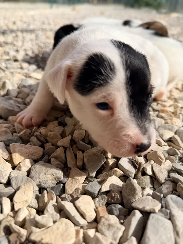 Portée de Jack Russell terrier, élevage Des Niglots du Gard