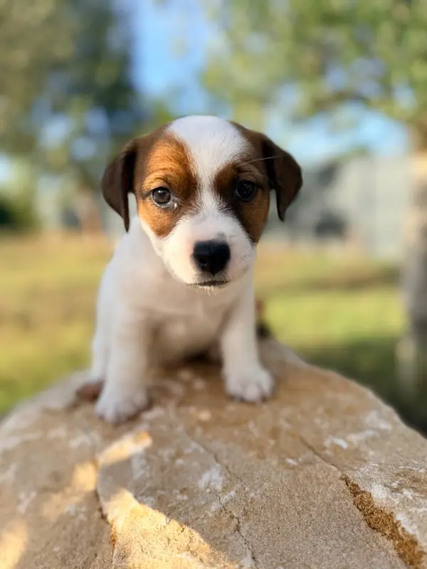 Baya Rose, Jack Russell terrier, élevage Des Niglots du Gard