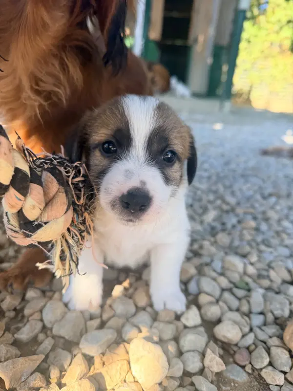 Bounty Brin D'Etoiles, Jack Russell terrier, élevage Des Niglots du Gard