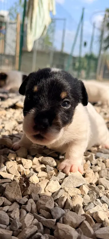 Portée de Jack Russell terrier, élevage Des Niglots du Gard