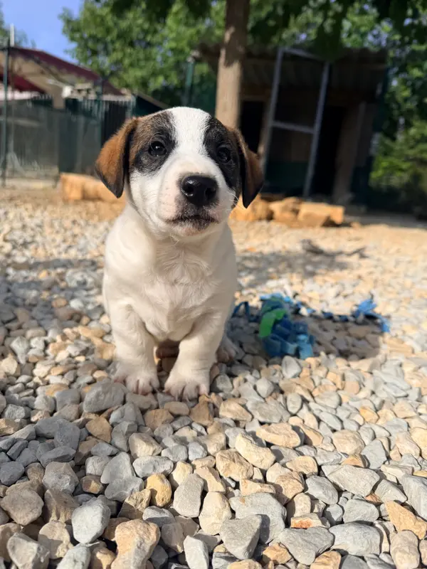Portée de Jack Russell terrier, élevage Des Niglots du Gard