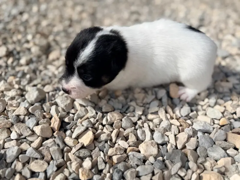Portée de Jack Russell terrier, élevage Des Niglots du Gard