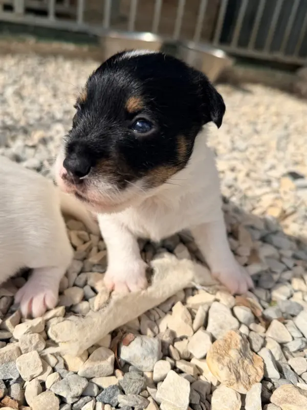 Portée de Jack Russell terrier, élevage Des Niglots du Gard