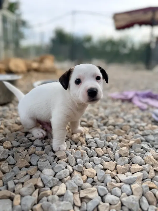 Portée de Jack Russell terrier, élevage Des Niglots du Gard