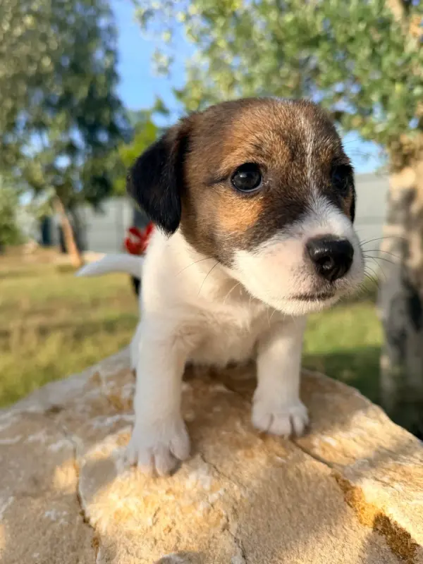 Bébé Sacha, Jack Russell terrier, élevage Des Niglots du Gard