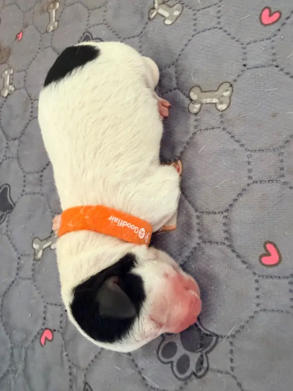 Portée de Jack Russell terrier, élevage Des Niglots du Gard