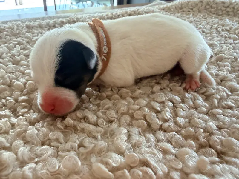 Portée de Jack Russell terrier, élevage Des Niglots du Gard