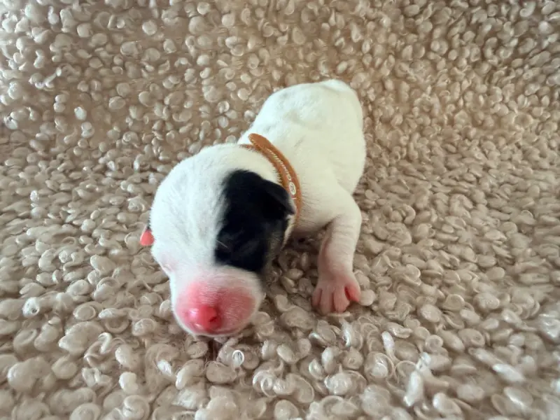 Portée de Jack Russell terrier, élevage Des Niglots du Gard