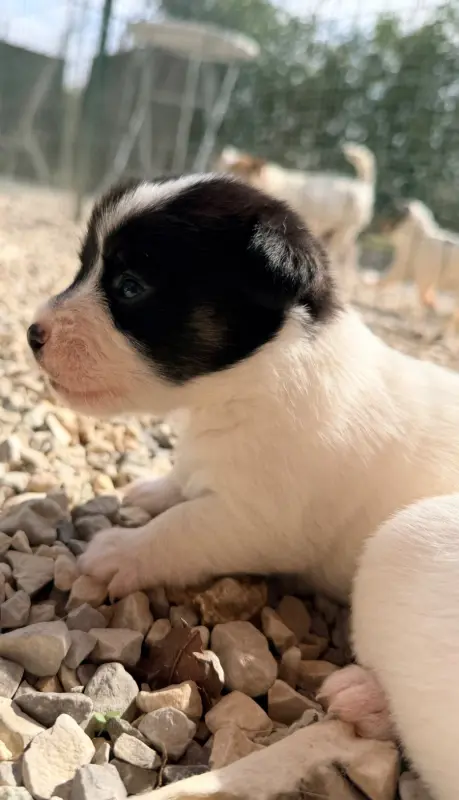 Beau Voyou, Jack Russell terrier, élevage Des Niglots du Gard