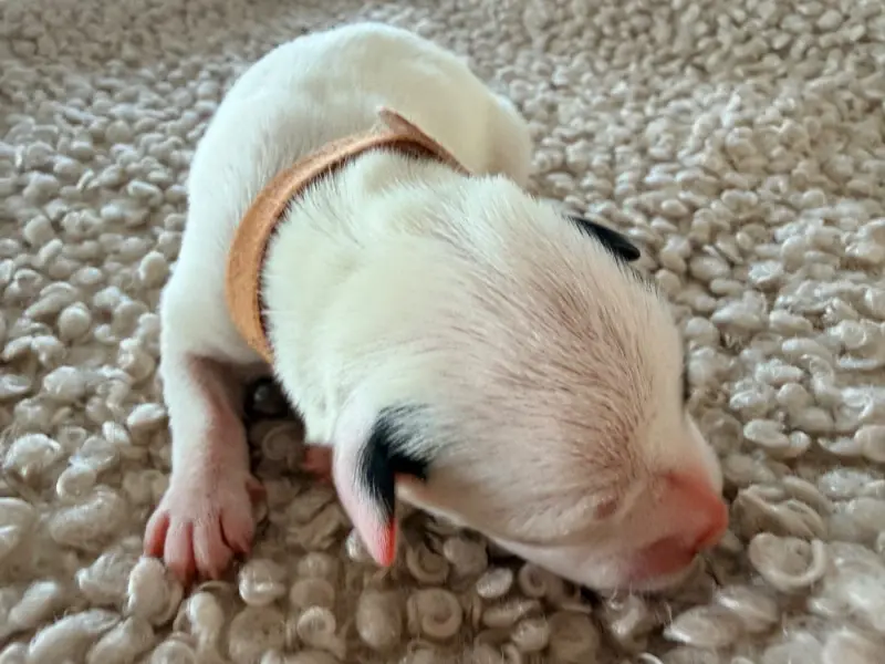 Portée de Jack Russell terrier, élevage Des Niglots du Gard
