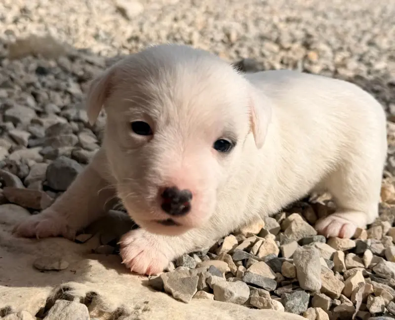 Bohème D'Ivoire, Jack Russell terrier, élevage Des Niglots du Gard