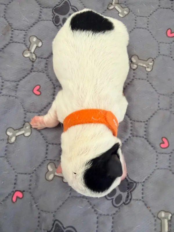 Portée de Jack Russell terrier, élevage Des Niglots du Gard