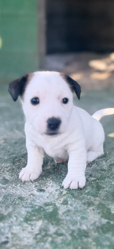Portée de Jack Russell terrier, élevage Des Niglots du Gard