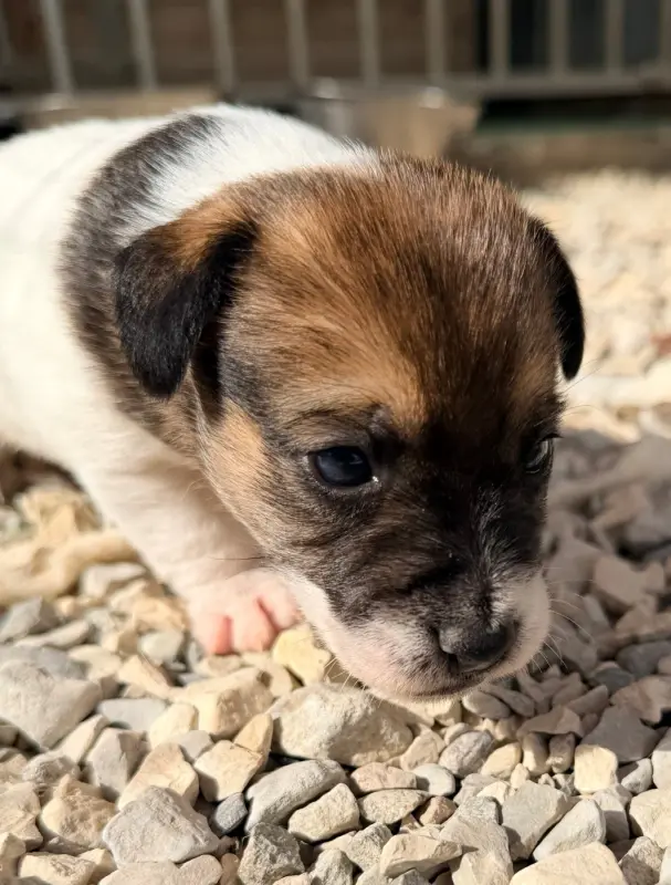 Belle Canaille, Jack Russell terrier, élevage Des Niglots du Gard