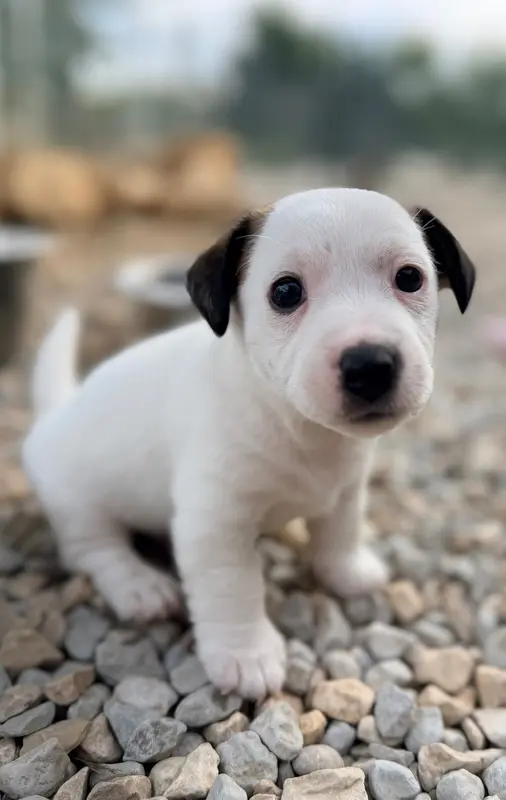 Baco Bonheur Eternel, Jack Russell terrier, élevage Des Niglots du Gard