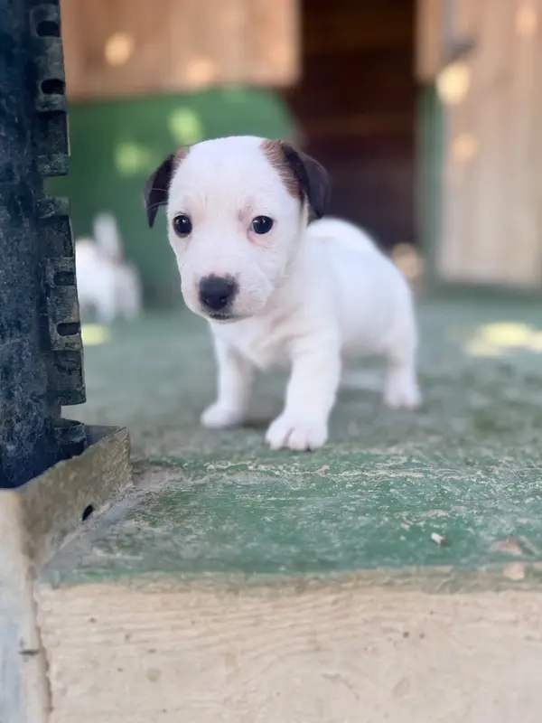 Portée de Jack Russell terrier, élevage Des Niglots du Gard
