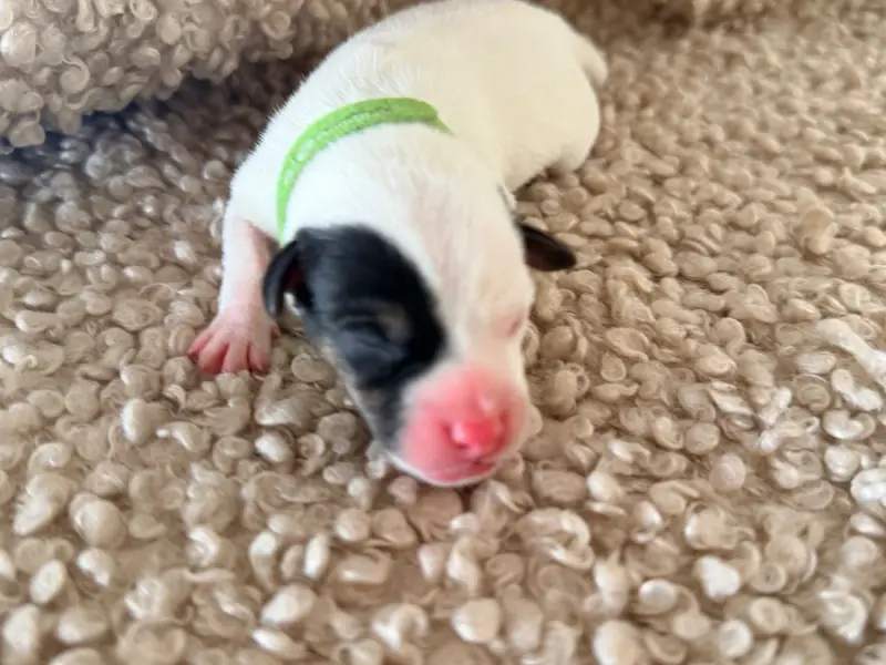 Portée de Jack Russell terrier, élevage Des Niglots du Gard