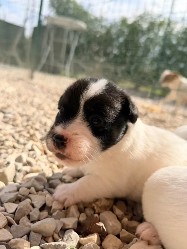 Portée de Jack Russell terrier, élevage Des Niglots du Gard