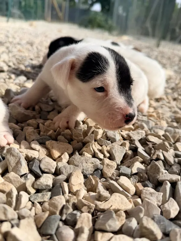 Portée de Jack Russell terrier, élevage Des Niglots du Gard