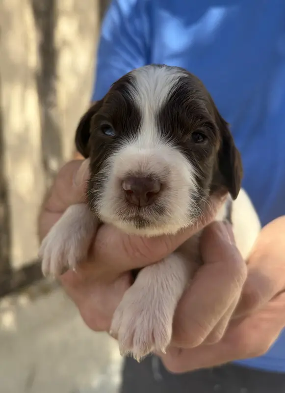Portée de English springer spaniel, élevage Du Domaine de Jusian