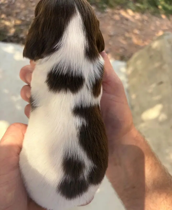 Portée de English springer spaniel, élevage Du Domaine de Jusian
