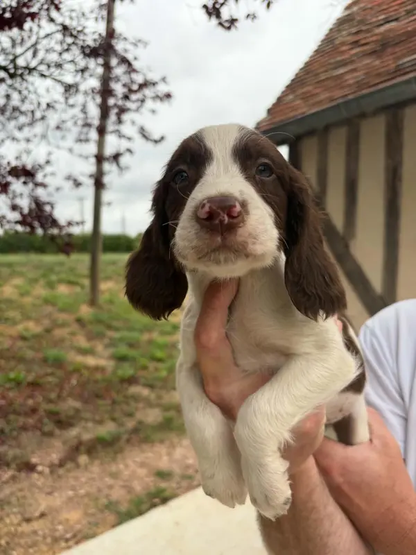 Chiot, English springer spaniel, élevage Du Domaine de Jusian