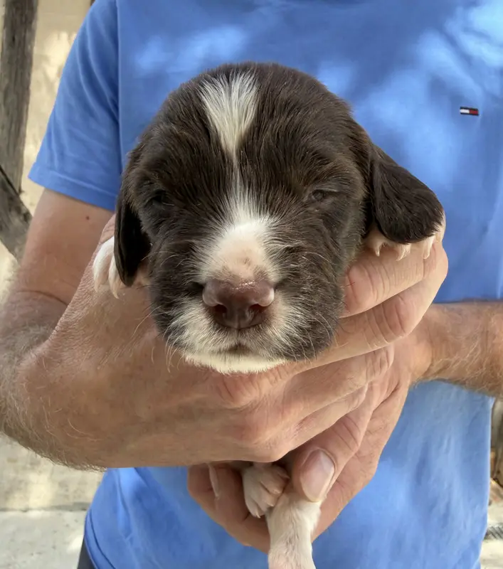 Portée de English springer spaniel, élevage Du Domaine de Jusian