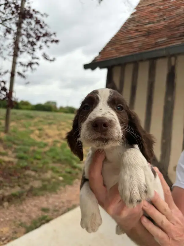 Chiot, English springer spaniel, élevage Du Domaine de Jusian