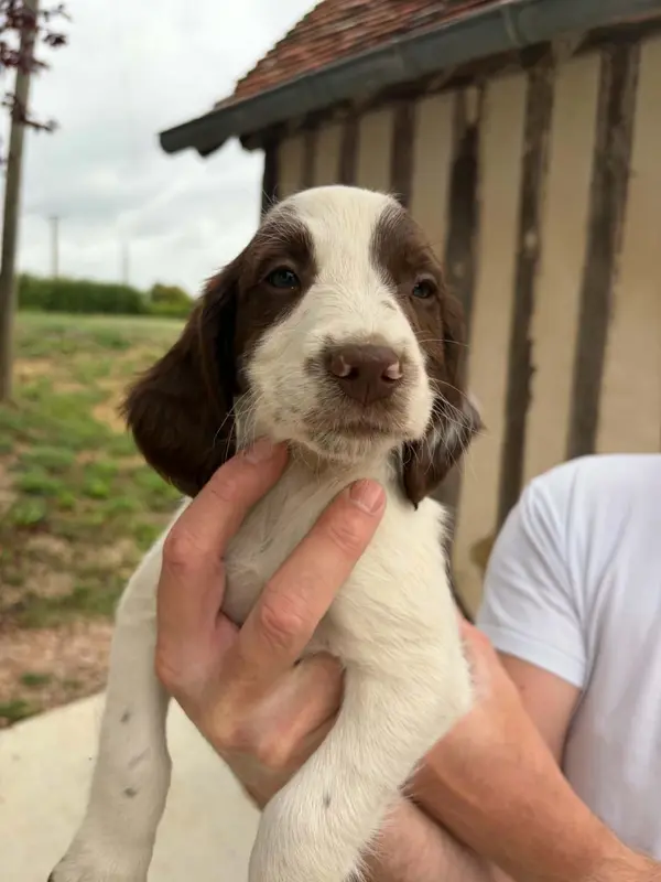 Chiot, English springer spaniel, élevage Du Domaine de Jusian