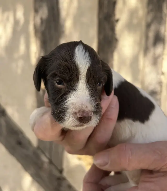 Chiot, English springer spaniel, élevage Du Domaine de Jusian
