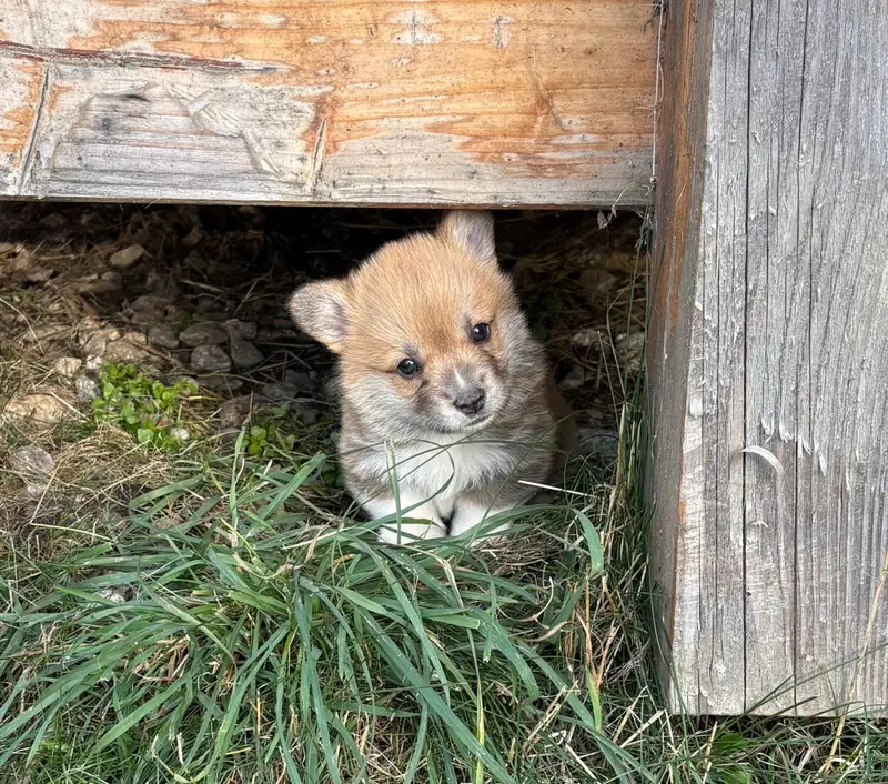 Chiot, Welsh corgi Pembroke, élevage Du Chemin des Contrebandiers