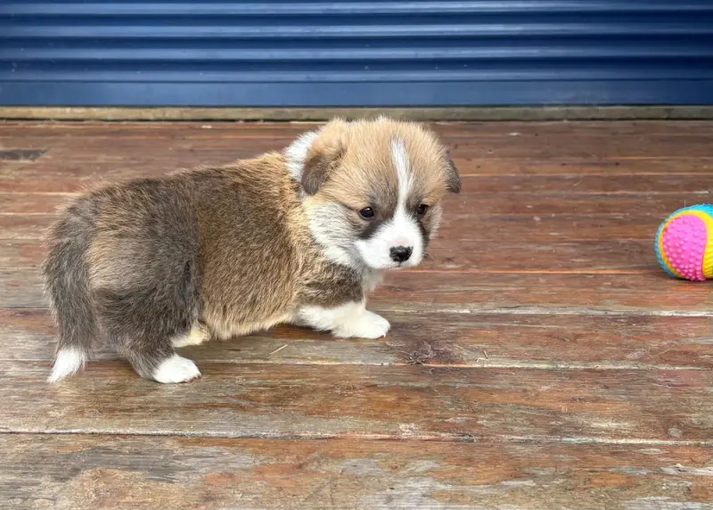 Chiot, Welsh corgi Pembroke, élevage Du Chemin des Contrebandiers