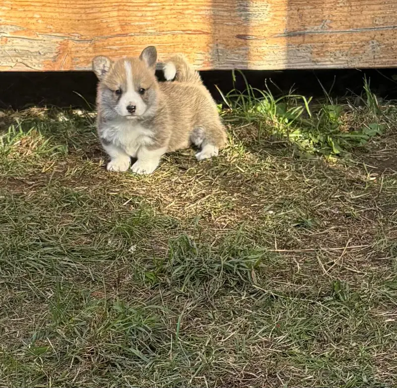 Chiot, Welsh corgi Pembroke, élevage Du Chemin des Contrebandiers