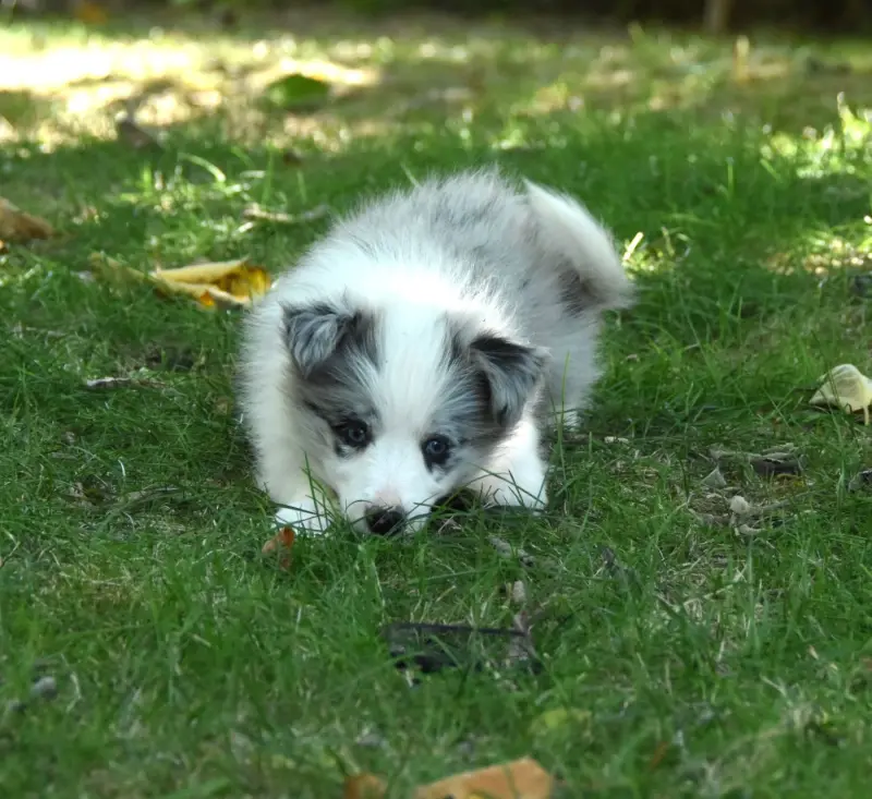 Portée de Border collie, élevage Des Collines de Sagne
