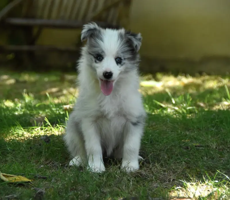 Portée de Border collie, élevage Des Collines de Sagne