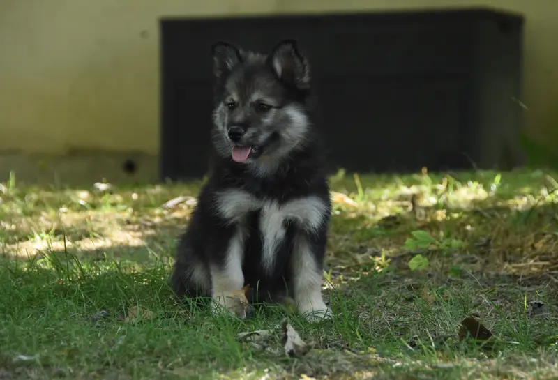 Chiot, Chien finnois de Laponie, élevage Des Collines de Sagne