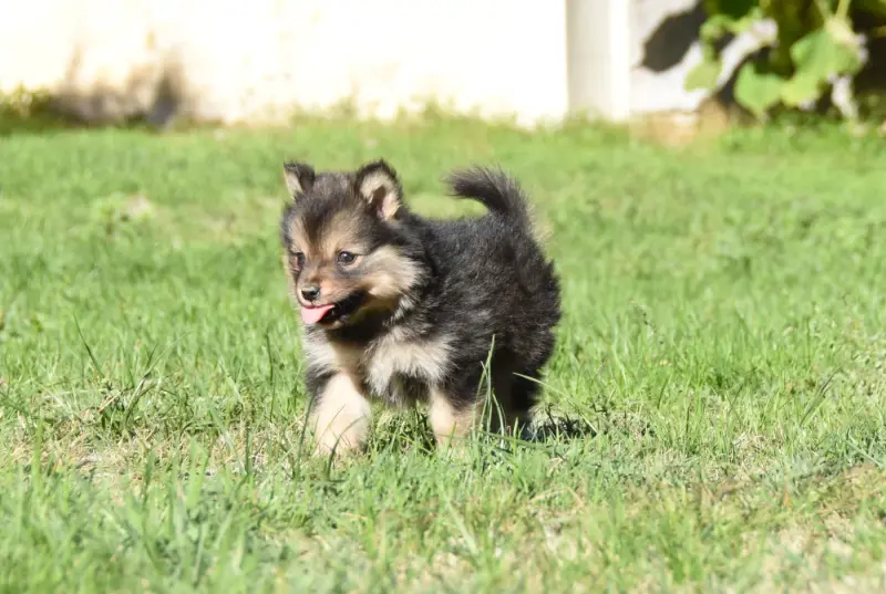 Portée de Chien finnois de Laponie, élevage Des Collines de Sagne