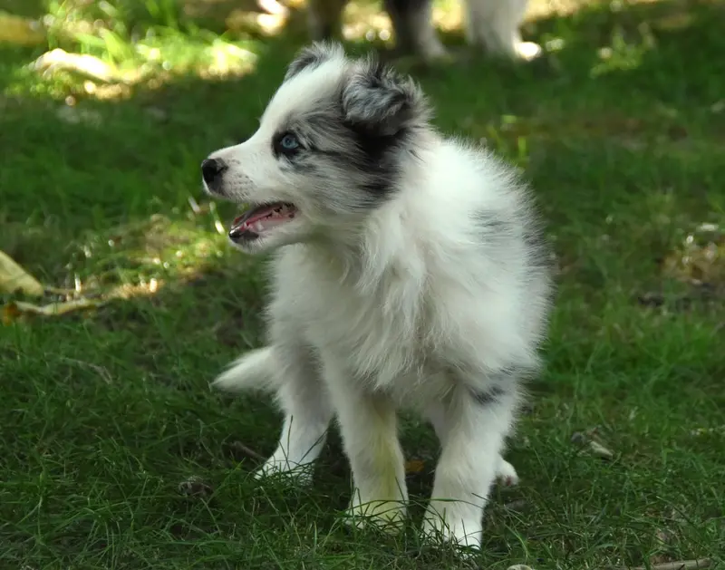 Portée de Border collie, élevage Des Collines de Sagne